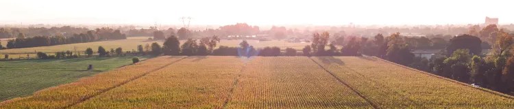 Campo di mais al tramonto